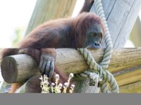 DSC 3721 : Jersey Zoo