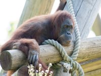 DSC 3722 : Jersey Zoo