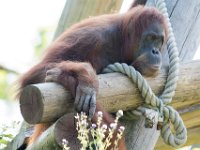 DSC 3723 : Jersey Zoo