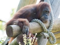 DSC 3724 : Jersey Zoo