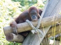 DSC 3725 : Jersey Zoo