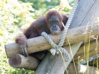 DSC 3726 : Jersey Zoo