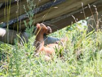 DSC 3727 : Jersey Zoo