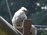 DSC 3728 : Jersey Zoo