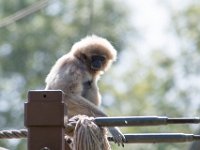 DSC 3729 : Jersey Zoo