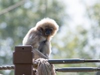 DSC 3730 : Jersey Zoo