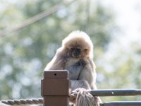 DSC 3731 : Jersey Zoo