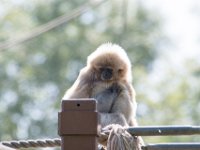 DSC 3732 : Jersey Zoo