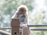 DSC 3734 : Jersey Zoo