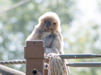 DSC 3736 : Jersey Zoo