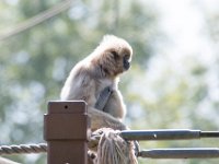 DSC 3737 : Jersey Zoo