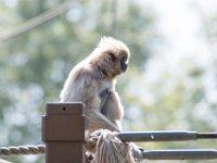 DSC 3738 : Jersey Zoo