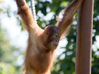 DSC 3741 : Jersey Zoo