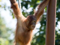 DSC 3742 : Jersey Zoo