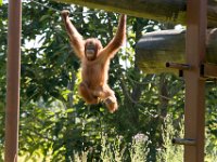 DSC 3746 : Jersey Zoo