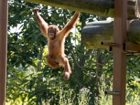 DSC 3747 : Jersey Zoo