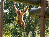DSC 3748 : Jersey Zoo