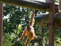 DSC 3750 : Jersey Zoo