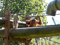 DSC 3751 : Jersey Zoo