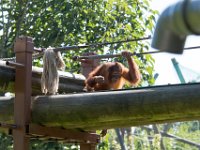 DSC 3752 : Jersey Zoo