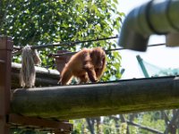 DSC 3754 : Jersey Zoo