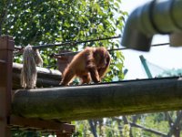 DSC 3755 : Jersey Zoo