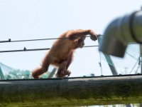 DSC 3756 : Jersey Zoo