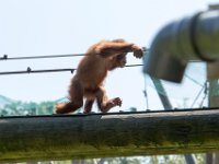 DSC 3757 : Jersey Zoo