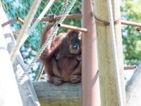 DSC 3758 : Jersey Zoo