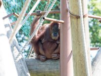 DSC 3759 : Jersey Zoo