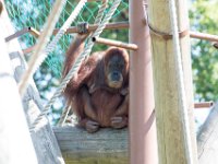DSC 3760 : Jersey Zoo