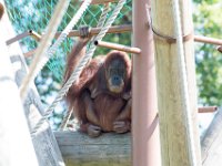 DSC 3761 : Jersey Zoo