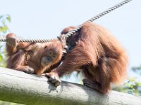 DSC 3762 : Jersey Zoo