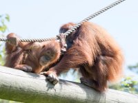 DSC 3763 : Jersey Zoo