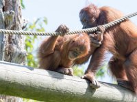 DSC 3764 : Jersey Zoo