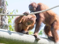 DSC 3765 : Jersey Zoo