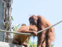 DSC 3766 : Jersey Zoo