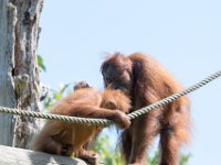 DSC 3767 : Jersey Zoo
