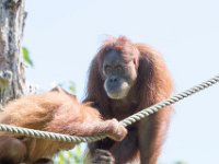 DSC 3768 : Jersey Zoo