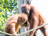 DSC 3769 : Jersey Zoo