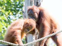 DSC 3770 : Jersey Zoo