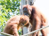 DSC 3771 : Jersey Zoo