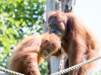 DSC 3772 : Jersey Zoo