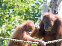 DSC 3773 : Jersey Zoo