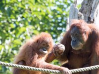 DSC 3774 : Jersey Zoo