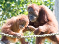 DSC 3775 : Jersey Zoo