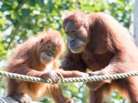 DSC 3777 : Jersey Zoo