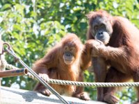 DSC 3778 : Jersey Zoo