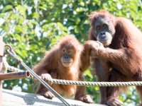 DSC 3779 : Jersey Zoo
