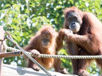 DSC 3780 : Jersey Zoo